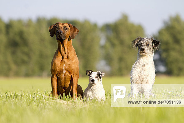 Drei Hunde  ein Rhodesian Ridgeback  ein Jack Russell Terrier und ein Briard Mischling  sitzen auf einer Wiese und blicken erwartungsvoll in eine Richtung