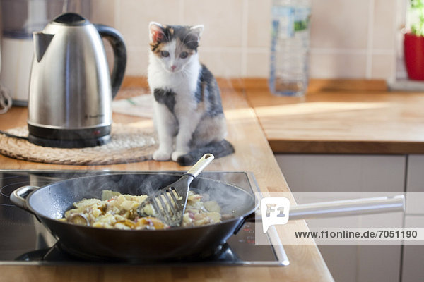 Eine junge Katze sitzt vor einer Pfanne mit Bratkartoffeln
