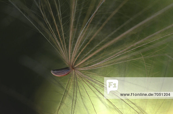 Seed Creeping thistle (Cirsium arvense) macro shot