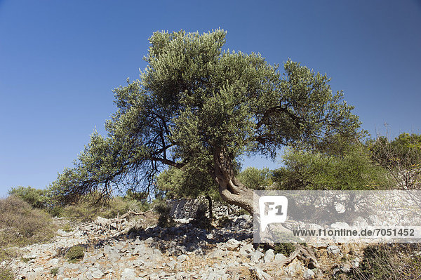 Old Olive Tree (Olea europaea) in Lun  Pag Island  Adriatic Sea  Gulf of Kvarner  Croatia  Europe