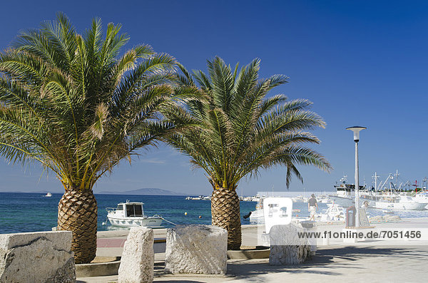 Hafenpromenade mit Palmen  Stadt Novalja  Insel Pag  Adria  Kvarner-Bucht  Kroatien  Europa