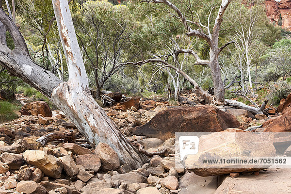 Eucalyptus camaldulensis (Eucalyptus camaldulensis) in ausgetrocknetem Flussbett  Kings Canyon Resort  Watarrka Nationalpark  Northern Territory  Australien