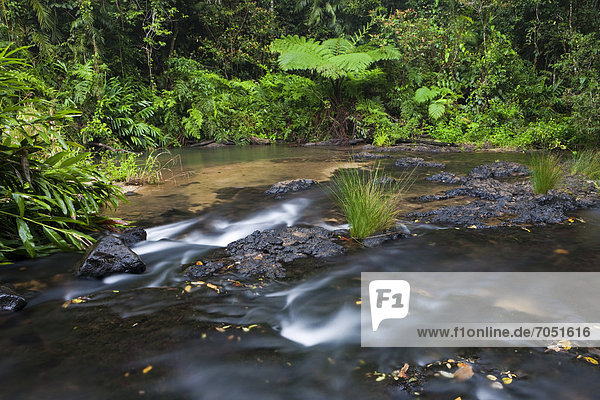 Bach im Regenwald in den Atherton Tablelands  Queensland  Australien