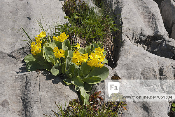 Auricula  Mountain Cowslip or Bear's Ear (Primula auricula)  Rosskopf  Rofan Mountains  Tyrol  Austria  Europe