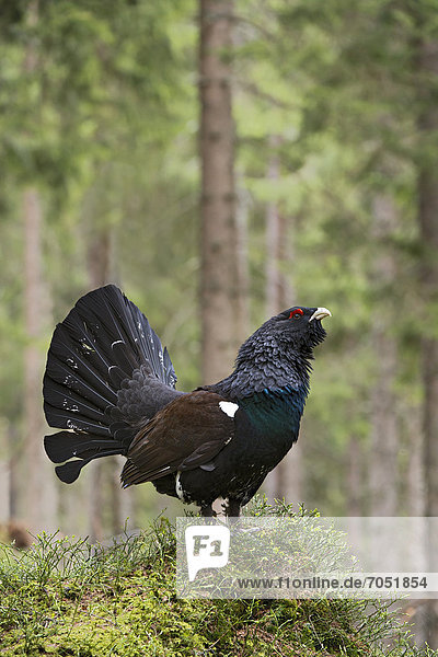 Western Capercaillie  Wood Grouse or Heather Cock (Tetrao urogallus)  male  courtship display  Kirchberg  Tyrol  Austria  Europe