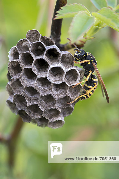 Polistine wasp (Polistes nimpha)  Bad Ditzenbach  Swabian Alp  Baden-Wuerttemberg  Germany  Europe
