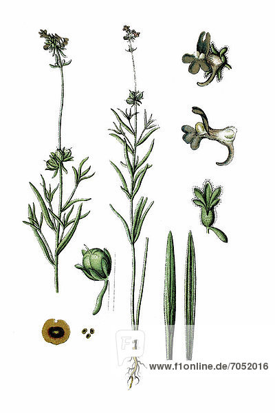 Acker-Leinkraut (Antirrhinum arvense)  Heilpflanze  historische Chromolithographie  ca. 1786