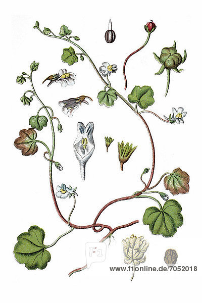 Ivy-leaved Toadflax or Kenilworth Ivy (Antirrhinum cymbalaria)  medicinal plant  historical chromolithography  ca. 1786