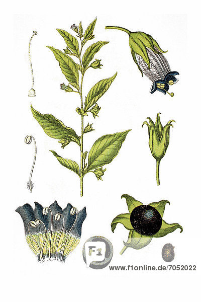 Belladonna or Deadly Nightshade (Atropa belladonna)  medicinal plant  historical chromolithography  ca. 1786