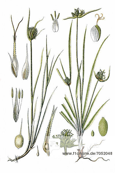Left  Cyperus Sedge (Carex muricata)  right  Snow Sedge (Carex baldensis)  medicinal plants  historical chromolithography  ca. 1786