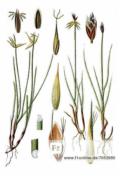 Left  Fewflower Sedge (Carex pauciflora)  right  Fewseeded Bog Sedge (Carex microglochin)  medicinal plants  historical chromolithography  ca. 1786