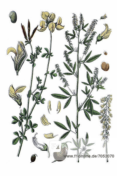 Links: Echter Hornklee  Gewöhnliche Hornklee (Lotus corniculatus)  rechts: Gezähnter Steinklee (Medicago dentata)  Heilpflanze  historische Chromolithographie  ca. 1796