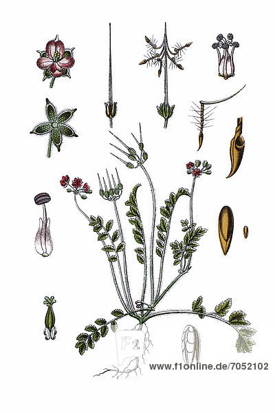 Moschus-Reiherschnabel (Erodium moschatum)  Heilpflanze  historische Chromolithographie  ca. 1796