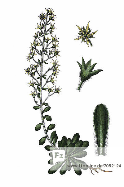 Wandel-Steinbrech  Kies-Steinbrech (Saxifraga mutata)  Heilpflanze  historische Chromolithographie  ca. 1796
