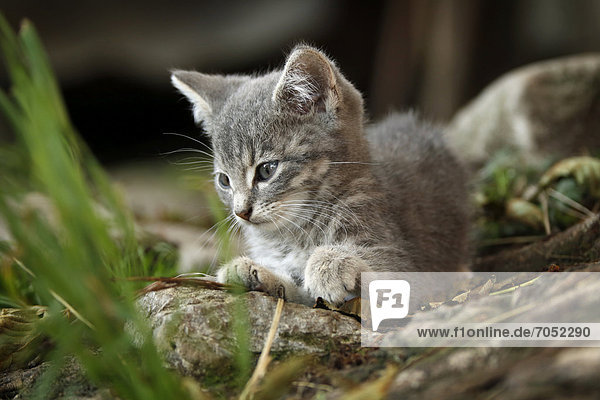 Silver-gray tabby kitten  about 10 weeks  semi-feral village cat  lying