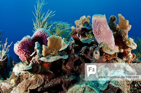 Mandatory Credit: Photo by Dan Callister / Rex Features (1853076v) The Belize Barrier Reef Reserve Belize The Belize Barrier Reef Reserve Belize - Sep 2012 The Belize Barrier Reef Reserve is a 963-km2 (371.8-mile2) coastal system of atolls sand cays mangrove forests lagoons and estuaries and is home to the largest reef system in the northern hemisphere. The submarine shelf and barrier reef stretches from Mexico in the north to Guatemala in the south and is second in size only to the Great Barrier Reef of Australia. The reef system is a significant habitat for threatened species such as marine turtles manatees and marine crocodiles and evidence suggests that the Maya used the reefs for fishing 2 000-2 500 years ago. The reef was identified by UNESCO in 1996 and joined the List of World Heritage in Danger in 2009.