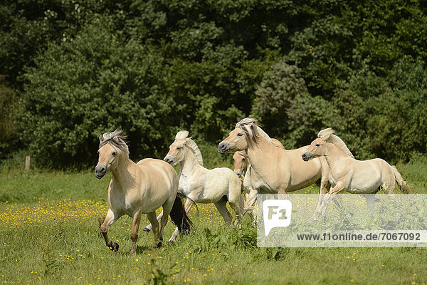 Fjord horses  Bergisch Gladbach-Refrath  North Rhine-Westphalia  Germany  Europe