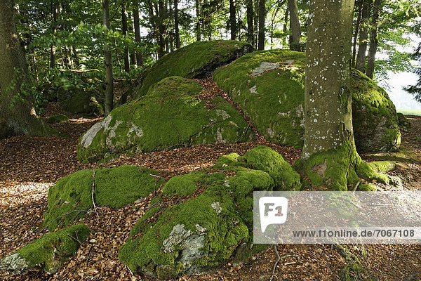 Bemooste Steine im Wald bei Innerödt  Gemeinde Sarleinsbach  Mühlviertel  Oberösterreich  Österreich  Europa