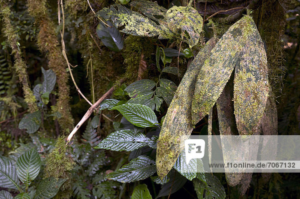 Tapir-Palme (Bactris hondurensis)  Monteverde  Provinz Puntarenas  Costa Rica  Zentralamerika