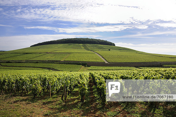 Grand Cru und Premier Cru-Lagen  Weinberge von Aloxe Corton  CÙte de Beaune  Burgund  Frankreich  Europa