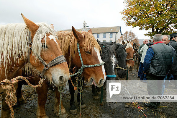 Horse fair at Fay sur Lignon  Monts du Mezenc et du Meygal  Haute Loire  Auvergne  France  Europe