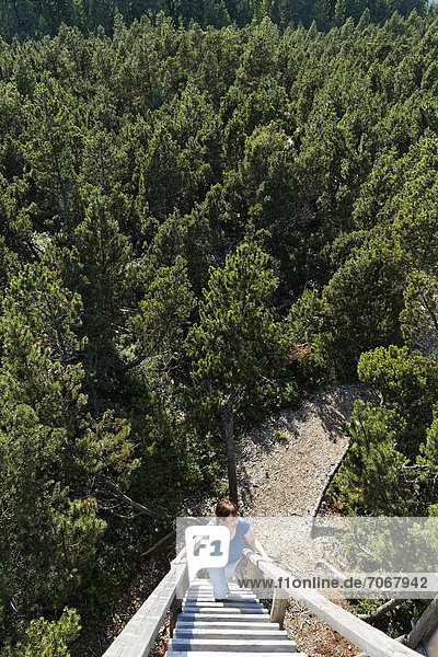 Frau Berg aufspüren Wald Kiefer Pinus sylvestris Kiefern Föhren Pinie klettern