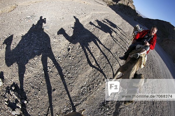 Mann reitet auf einem Kamel  Elat  Israel