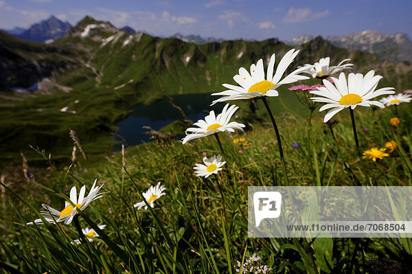 Daisies (Leucanthemum vulgare)  with a mountain lake and mountain panorama  Geisshorn Mountain  Tannheim Valley  Tyrol  Austria  Europe