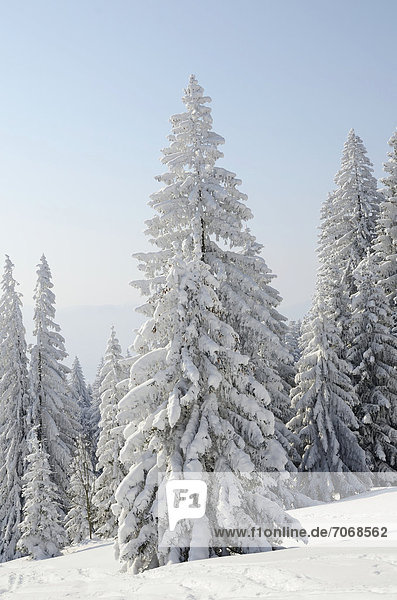 Schneebedeckte Fichten (Picea abies) in Winterlandschaft  bei Elbach  Leitzachtal  Oberbayern  Deutschland  Europa