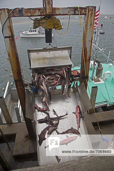 Fischer entladen ihren Fang am Chatham Fish Pier Chatham Massachusetts USA
