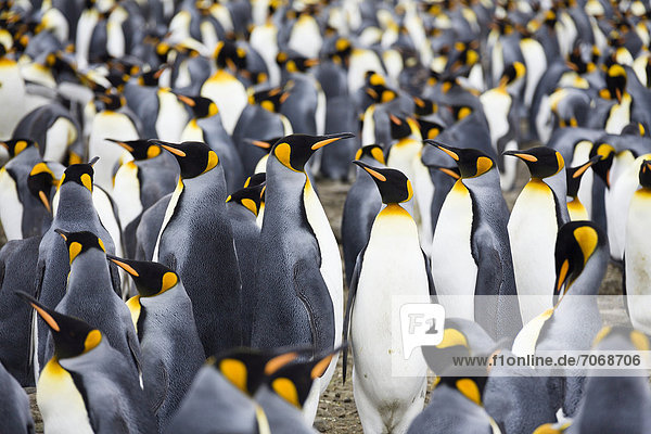 King penguins (Aptenodytes patagonicus)  breeding colony  Salisbury Plains  South Georgia  sub-Antarctic and Antarctic