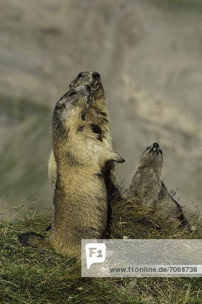 Drei Alpenmurmeltiere (Marmota marmota)