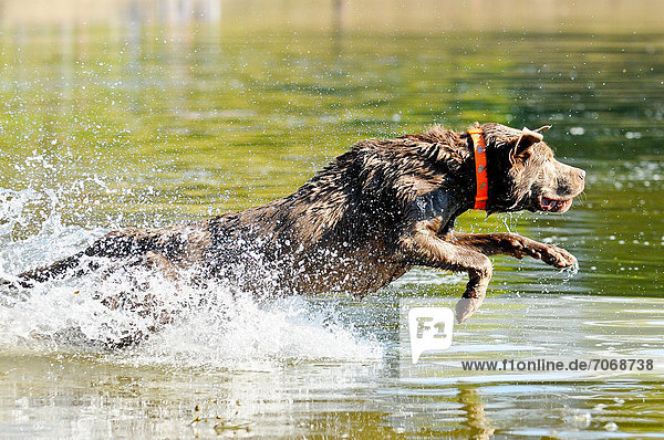 Labrador Retriever jumping in a lake