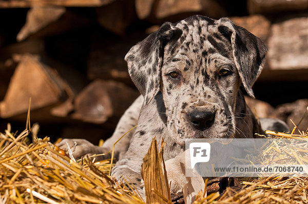 Great Dane puppy in straw  portrait