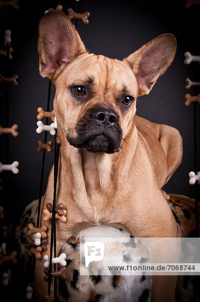 French Bulldog  portrait