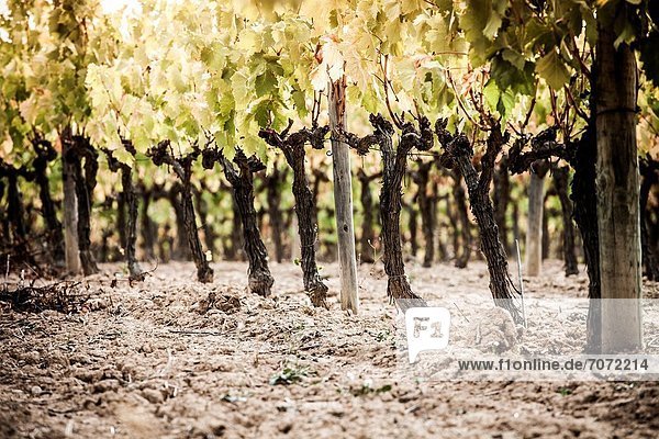 Winemaking in the largest wine region of Catalonia  the Penedes Barcelona  Spain