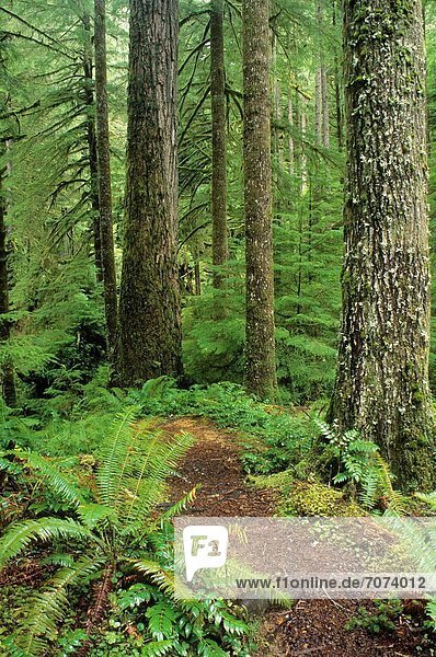 Organisation  organisieren  folgen  Wald  Landschaft  Tanne  antik  Bucht  Büro  Management  Oregon