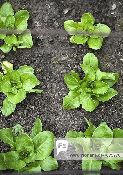 Salatpflanzen im Beet (Draufsicht)