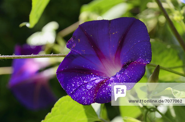 Violette Blüte  Prunkwinde  Trichterwinde oder Prachtwinde (Ipomea tricolor  syn. violacea)