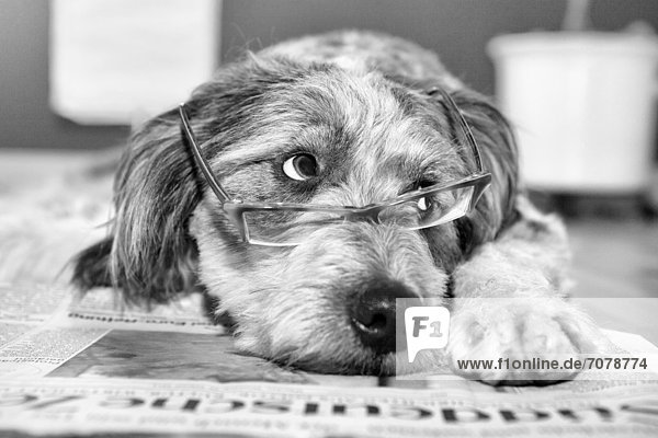 Ein Hund hat eine Brille auf und liegt auf einer Zeitung