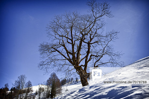 Bergahorn (Acer pseudoplatanus) im Winter  Buchensteinwand  St. Jakob i. H.  Tirol  Österreich  Europa