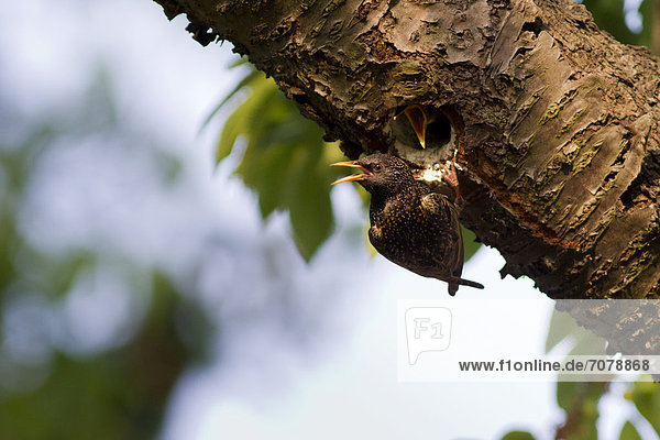 Star (Sturnus vulgaris) f¸ttert Jungvögel in der Bruthöhle in einem alten Kirschbaum  in einem Garten in Priort  Havelland  Brandenburg  Deutschland  Europa