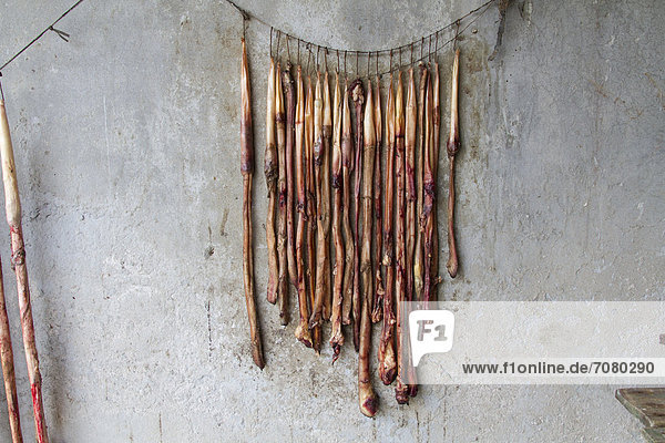 Rinderpenise von Schlachttieren hängen zum Trocknen an einer Wand  Dhaka  Bangladesch  S¸dasien