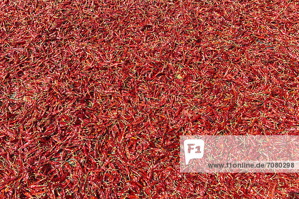 Getrocknete Chilischoten (Capsicum frutescens)  Bangladesch  S¸dasien