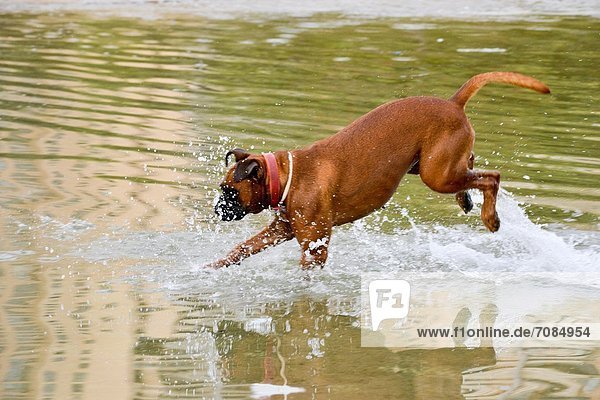 Europa  Hund  spielen  Teich  Spanien