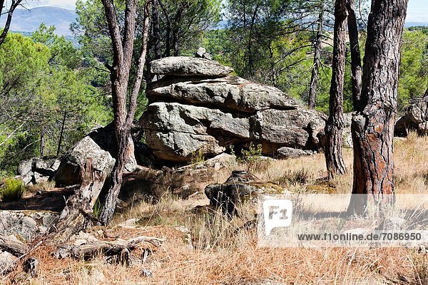 Madrid  Hauptstadt  Kiefer  Pinus sylvestris  Kiefern  Föhren  Pinie  Granit  Spanien