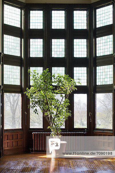 Fenster klein ankommen Pflanze Sonnenlicht Glasscheibe glänzen Topfpflanze