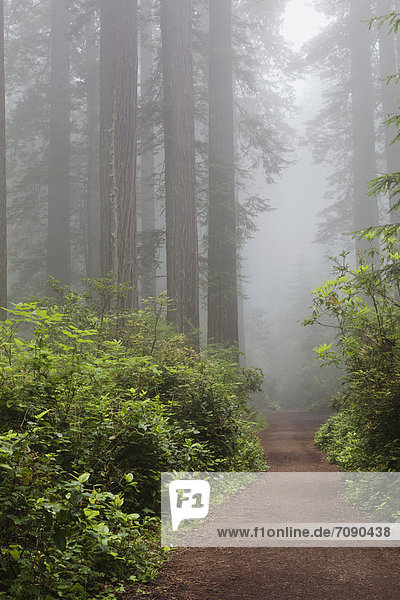 A path through Ladybird Johnson Grove  with tall trees in the woodland  redwoods with straight trunks. Mist. Lush foliage.