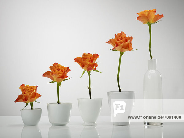 Chart built of rose flowers vases against gray background