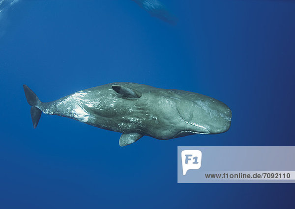 Portugal  Sperm whale mother diving with her calf